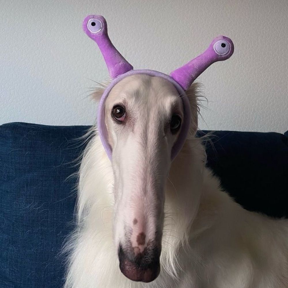 kuki