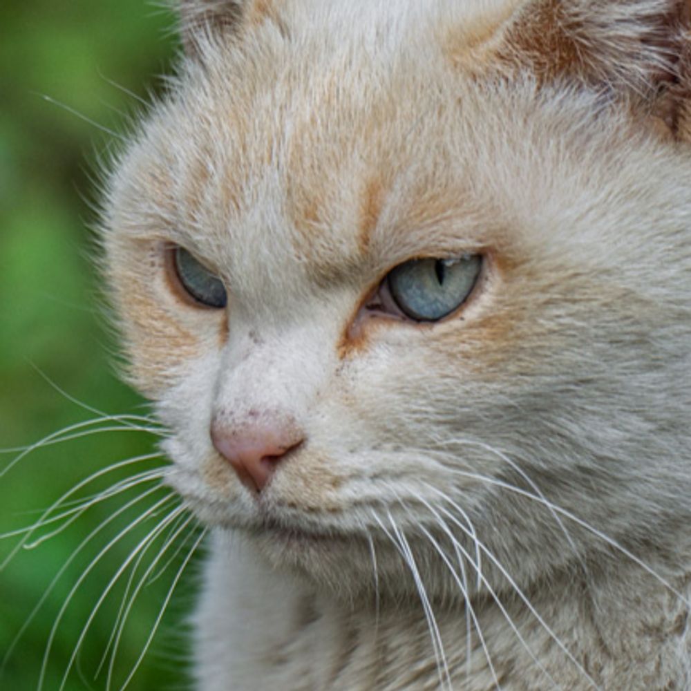 an anarchy cat