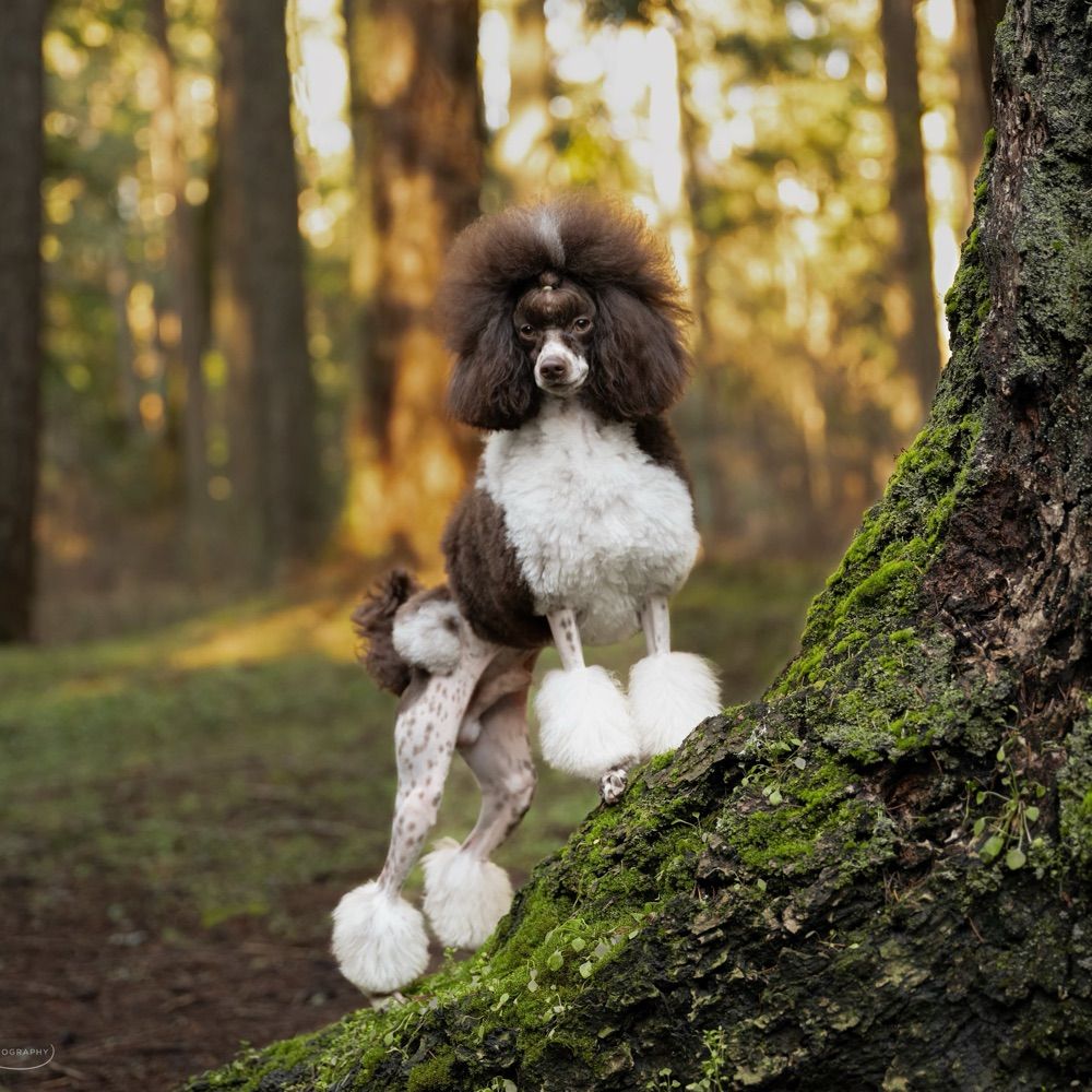 Mostly Mischief Poodles