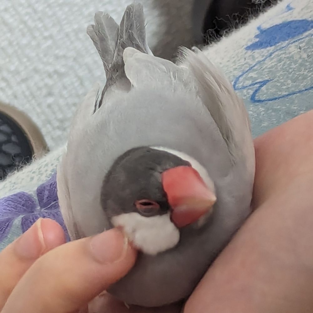 らーえす