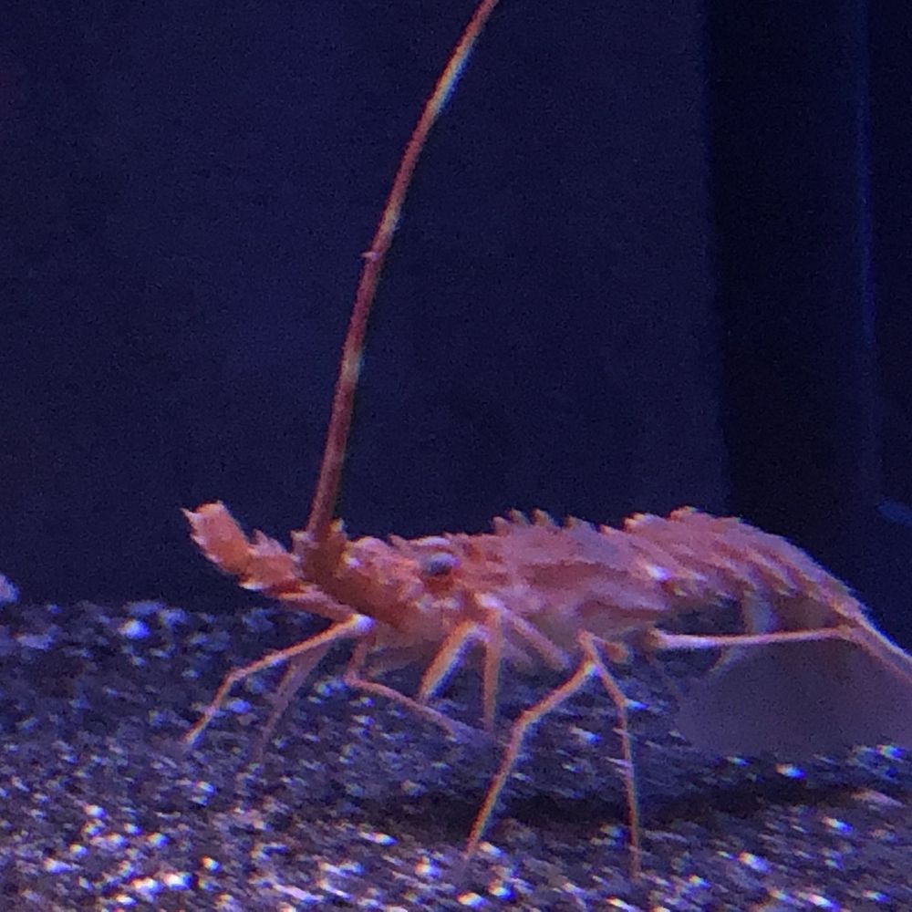 しゅう