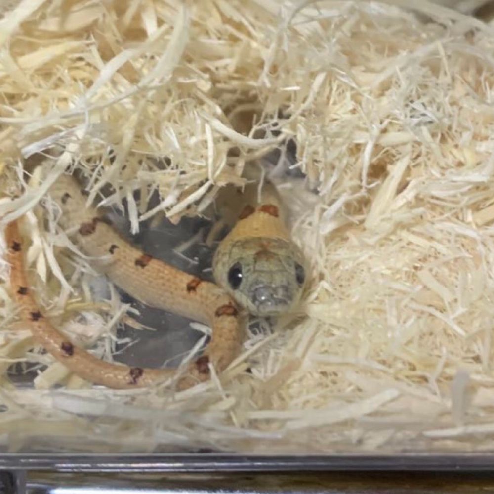 のんたん🐍