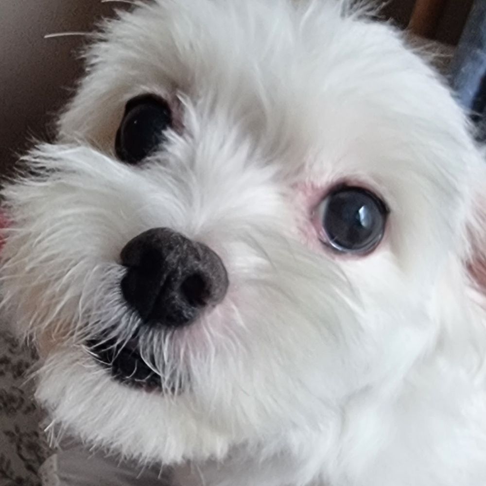 ㅋㅊ