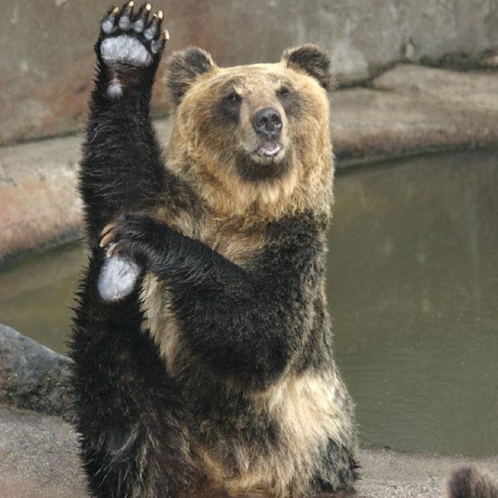 どんどこa.k.aTHE Bear