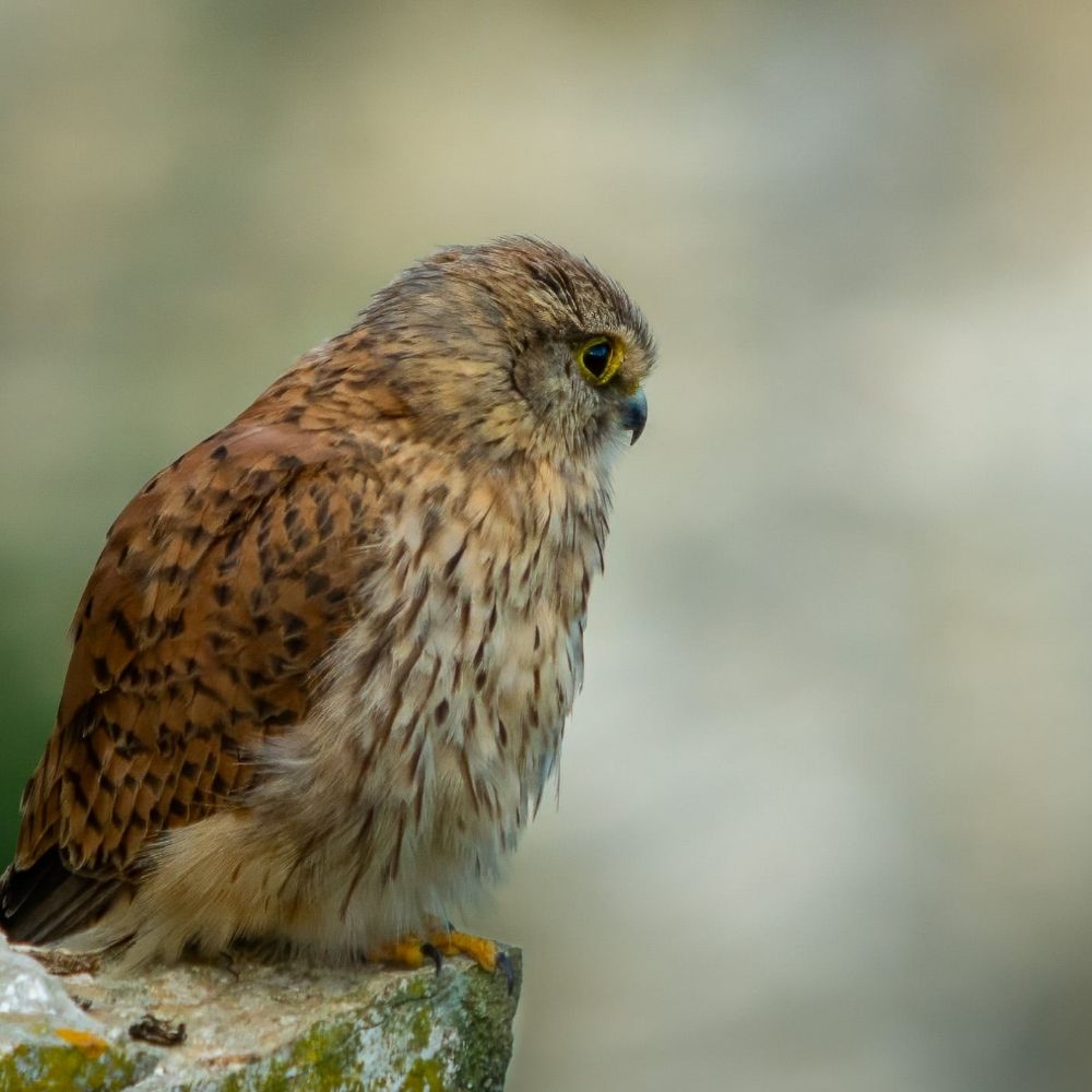 Taylors wildlife photography