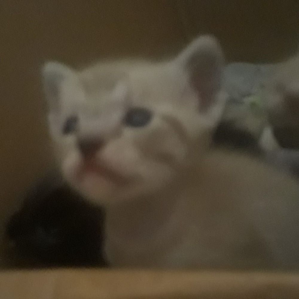 kaizer