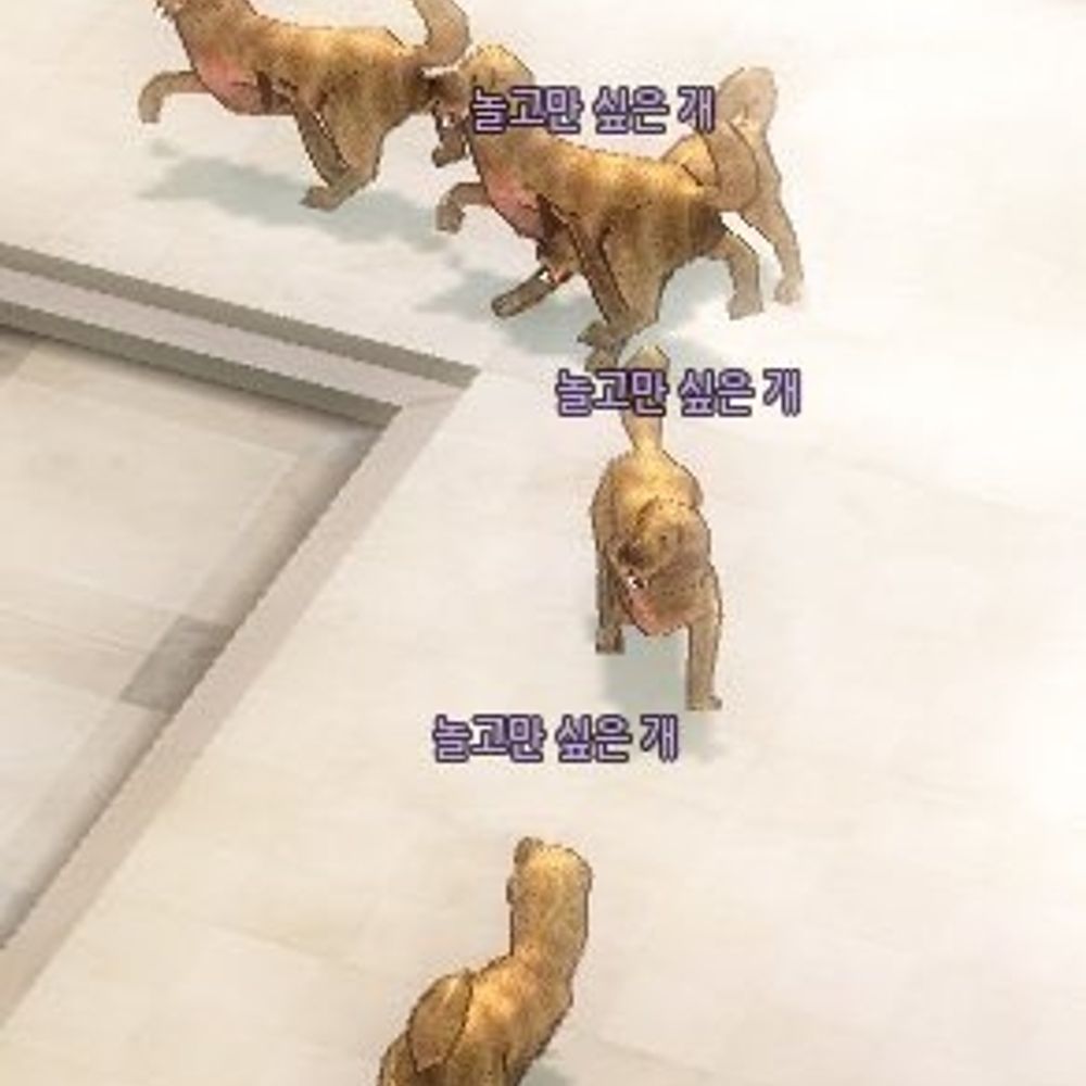 자연곱슬강아지