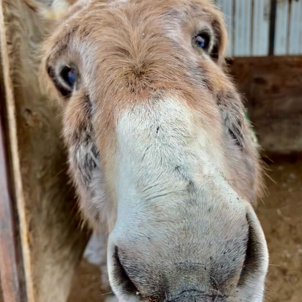 Hope In The Valley Equine Rescue