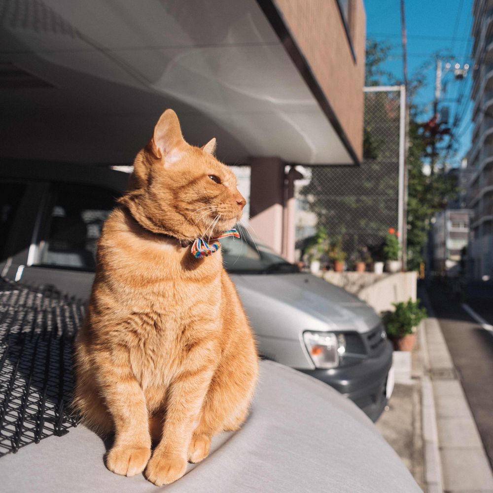 すず 🐈💨💨...🏃💦