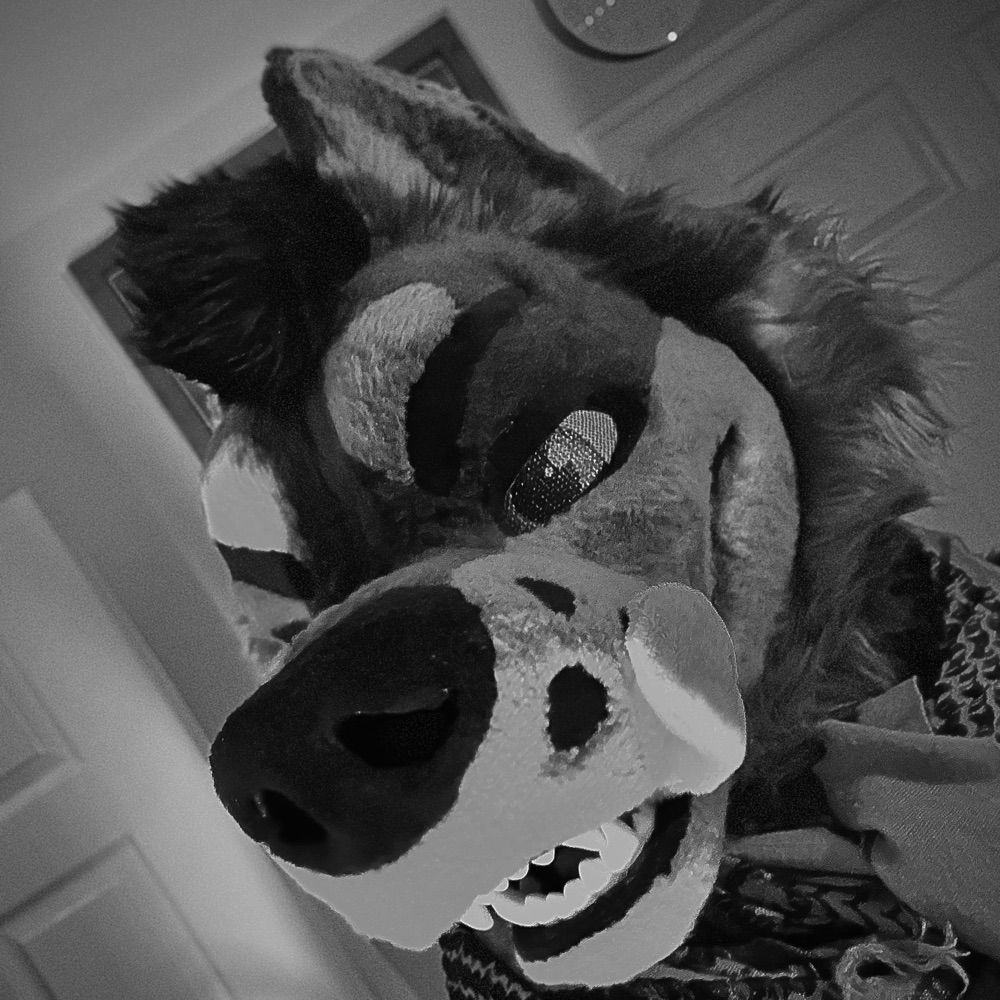 Sleepy Canine @ F L O R I D I A