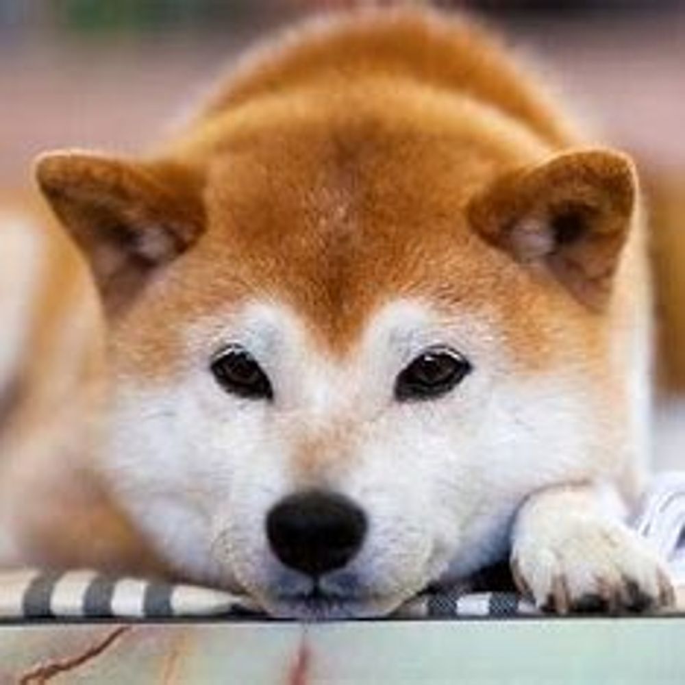 moyashi