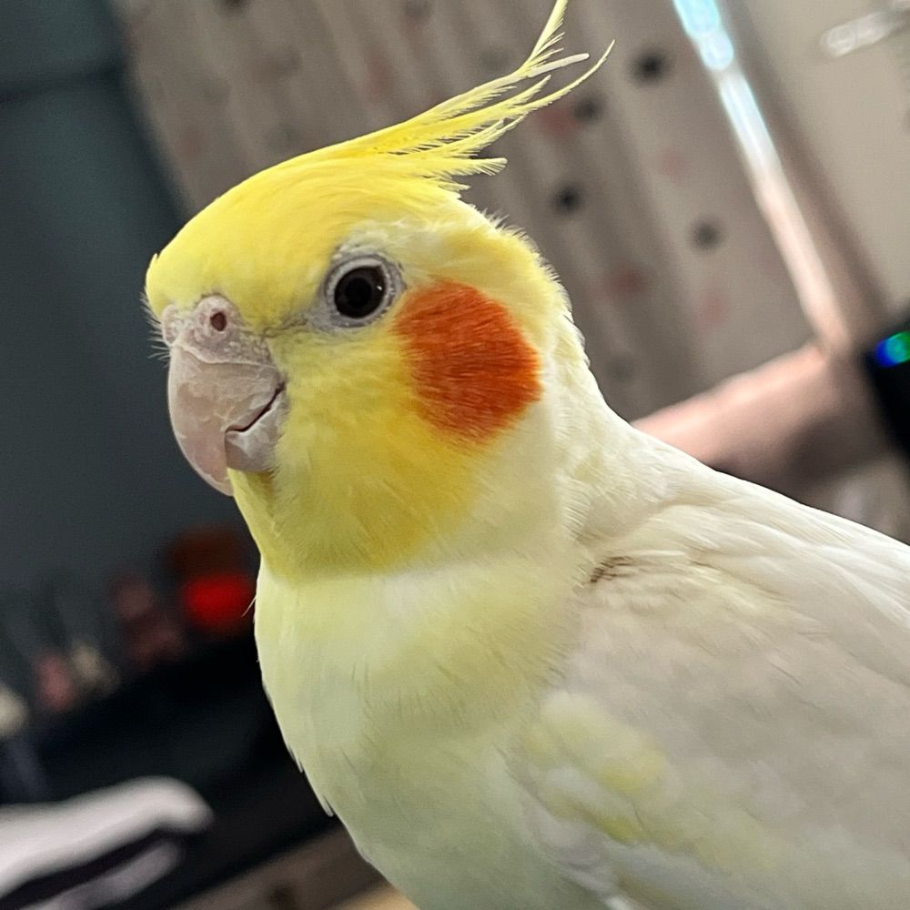 オカメ
