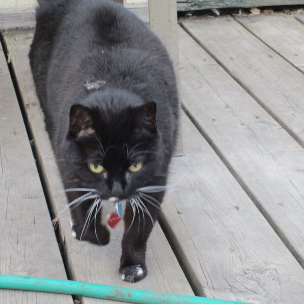 Perecat