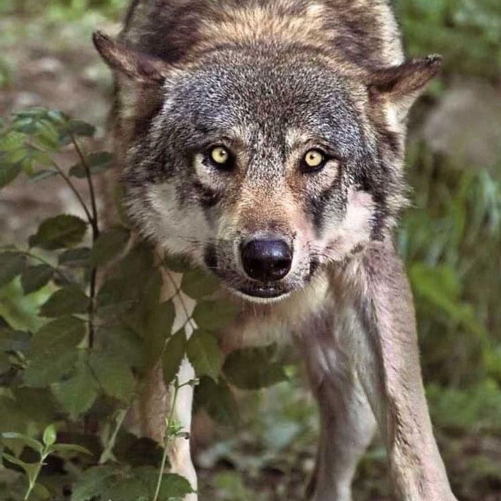 wolf (it/they)ΘΔ