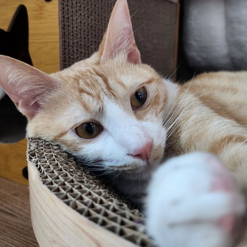 Gusto🐱