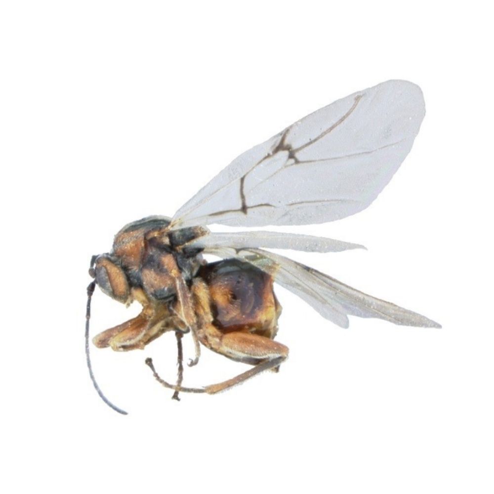 Cynipid