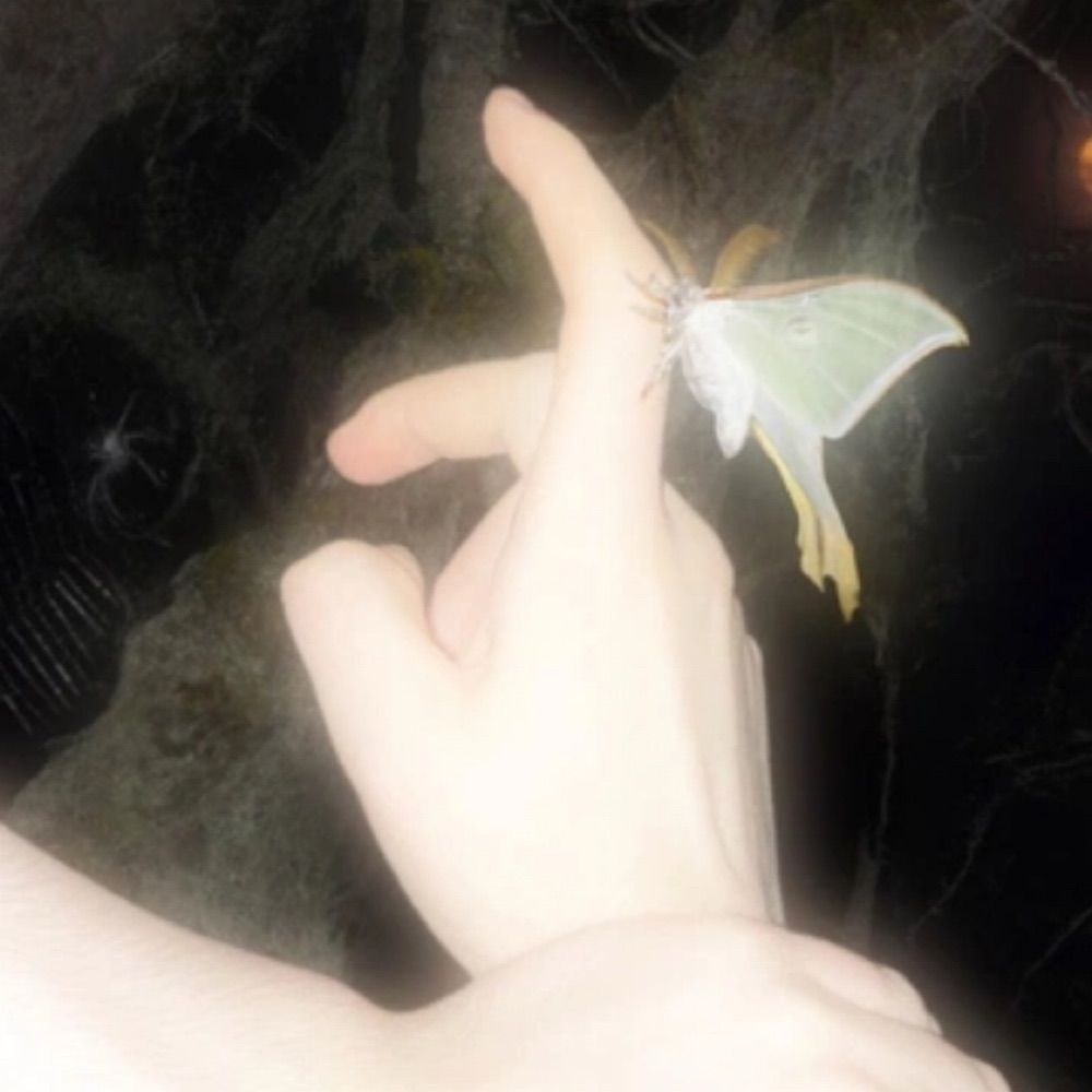 mothlight portals