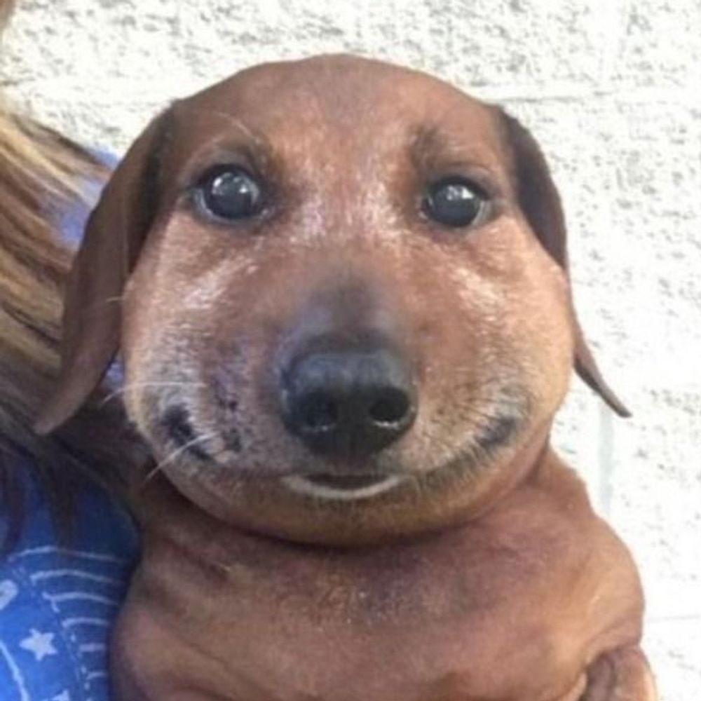 파따