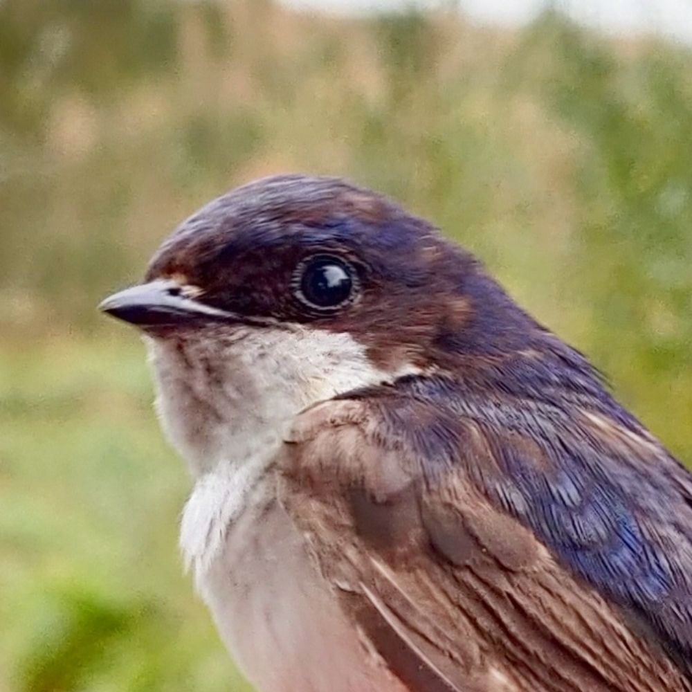 Common House Martin