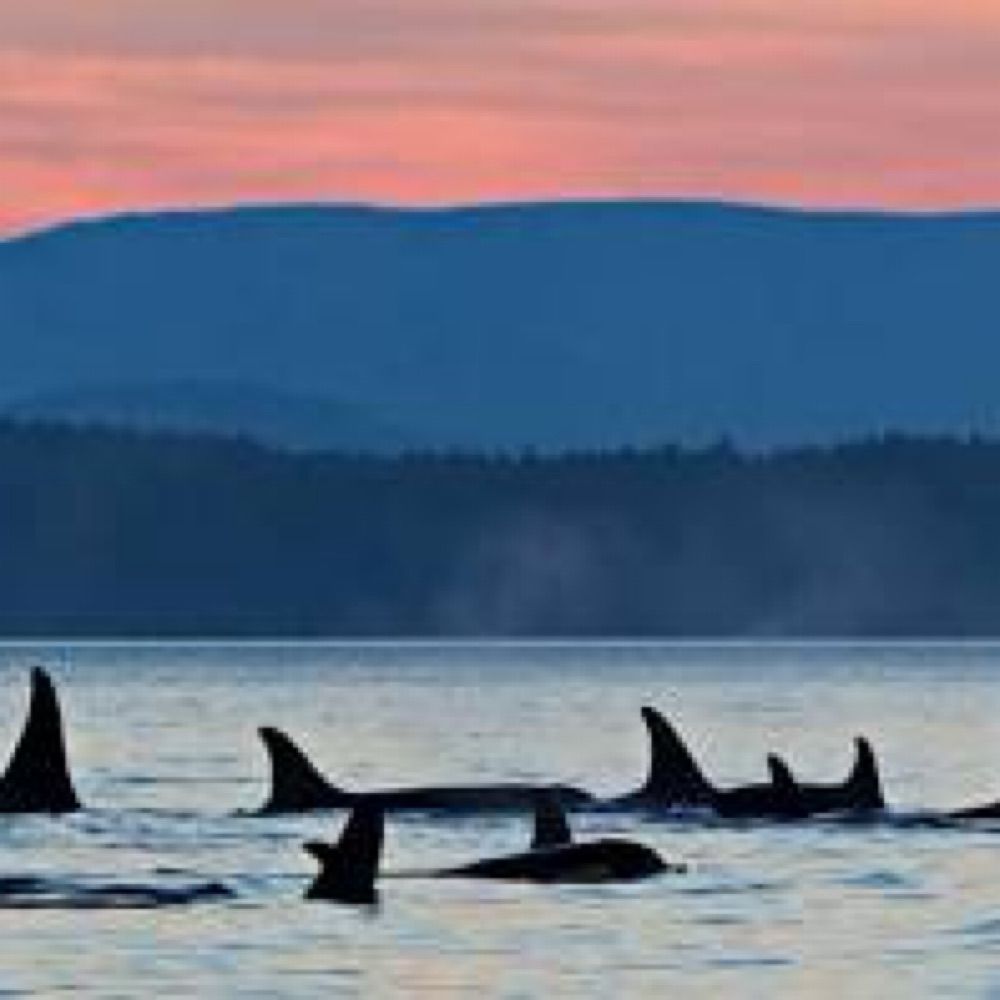 THE Puget Sound