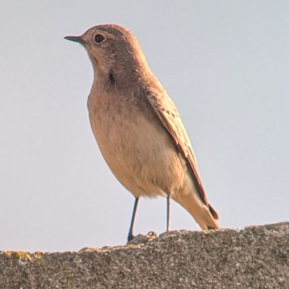 Dave Boddington