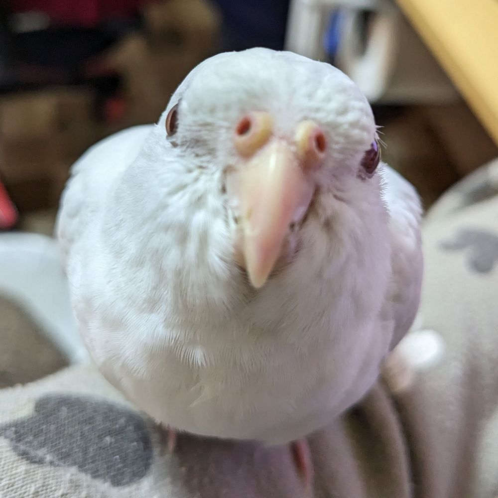 こな