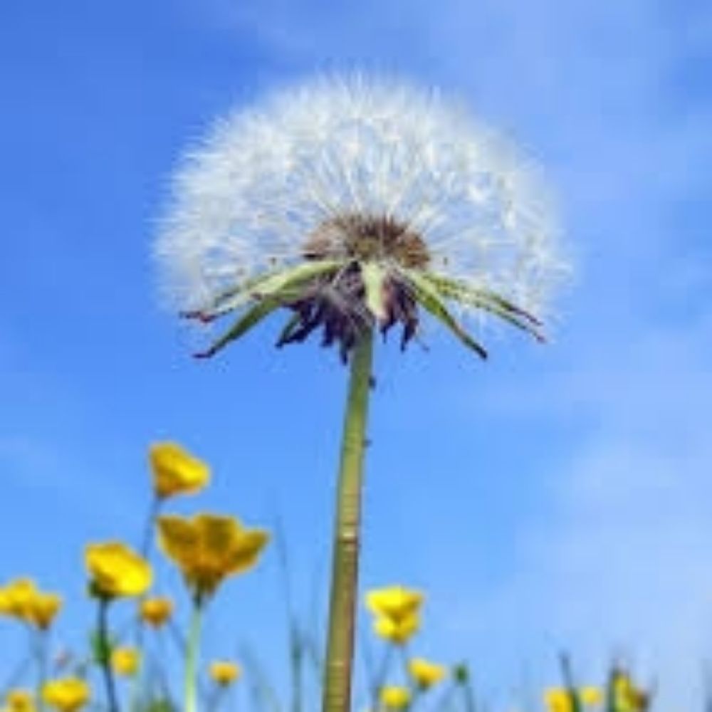 Dandelion