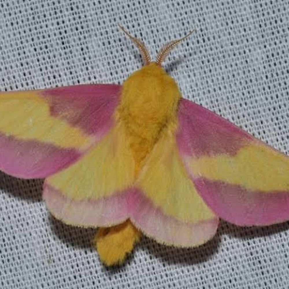 Moth