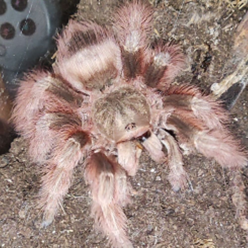 Tarantula Feed