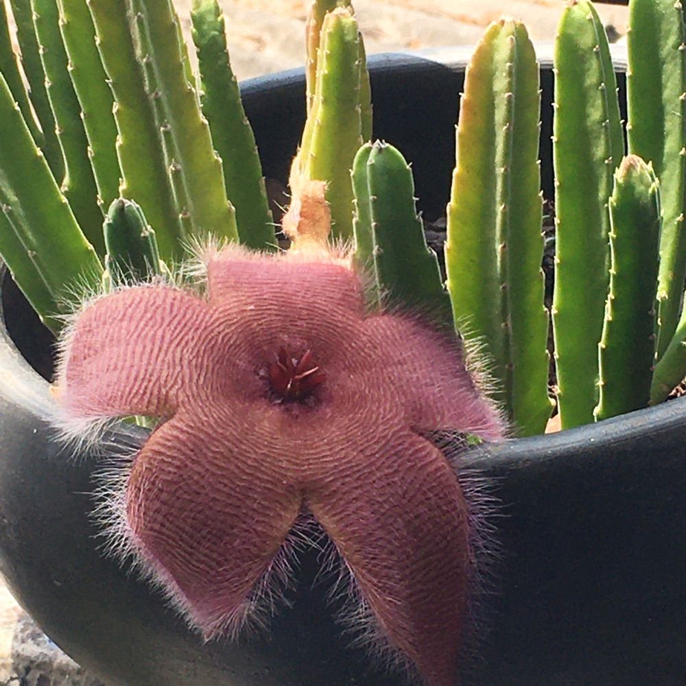 Moh