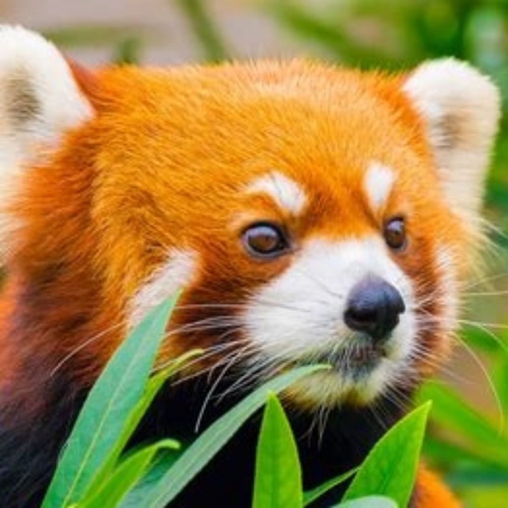 Panda 🌉