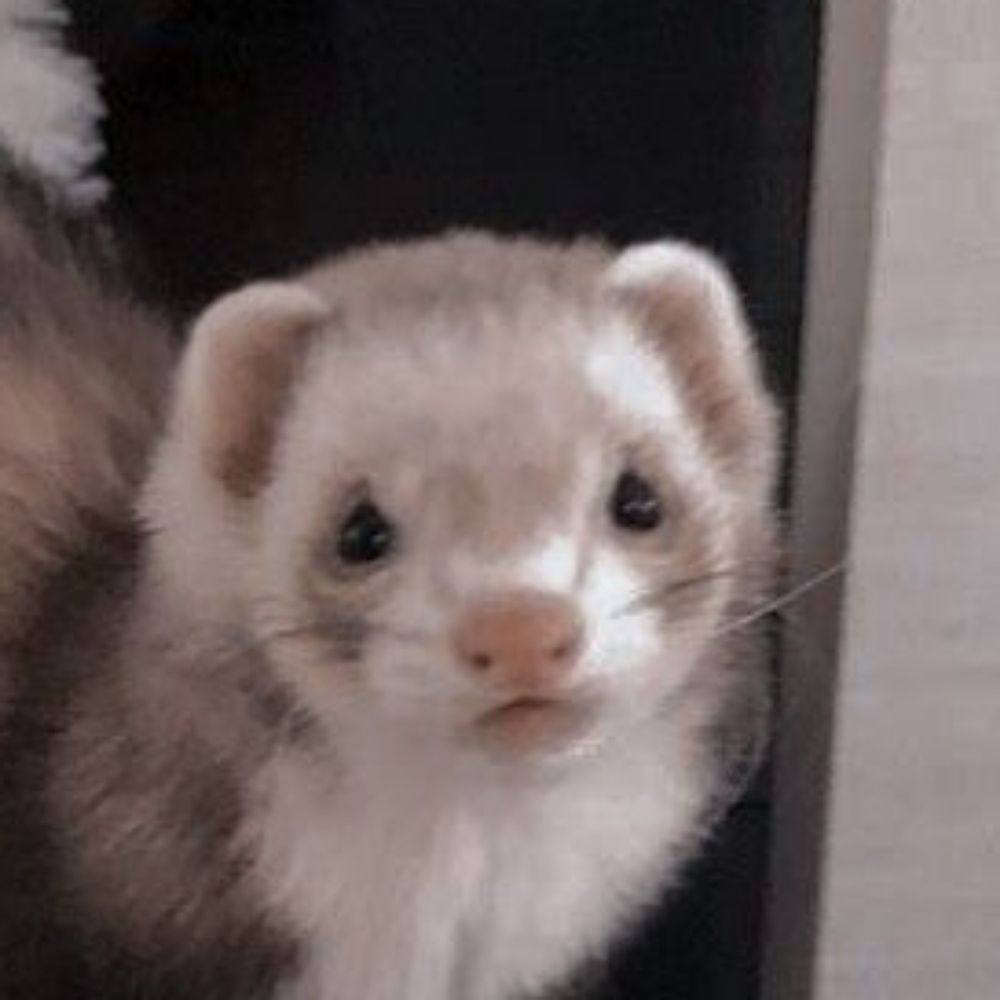 🥝
