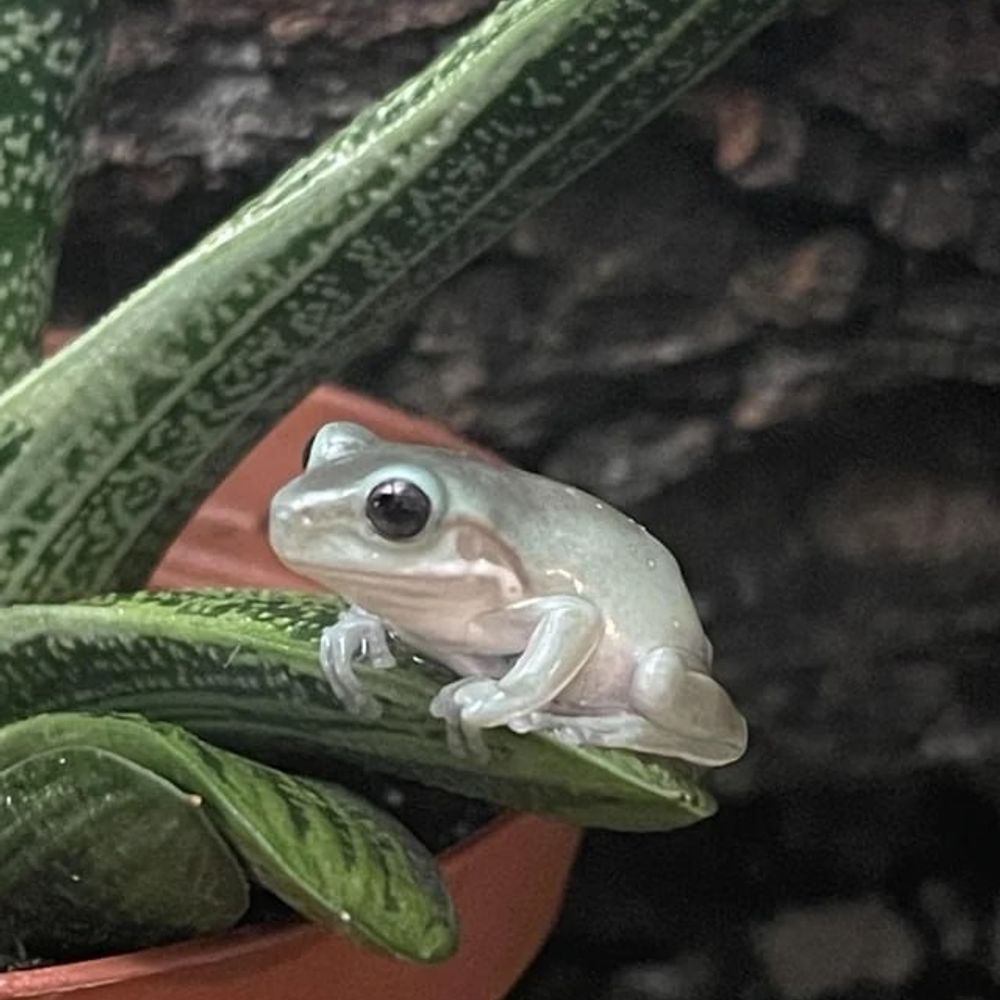 Smartkin