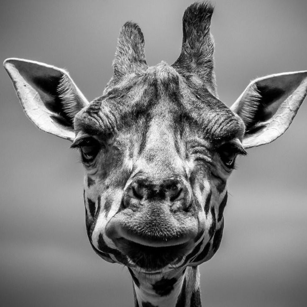 Lonely Giraffe in Qeshm island