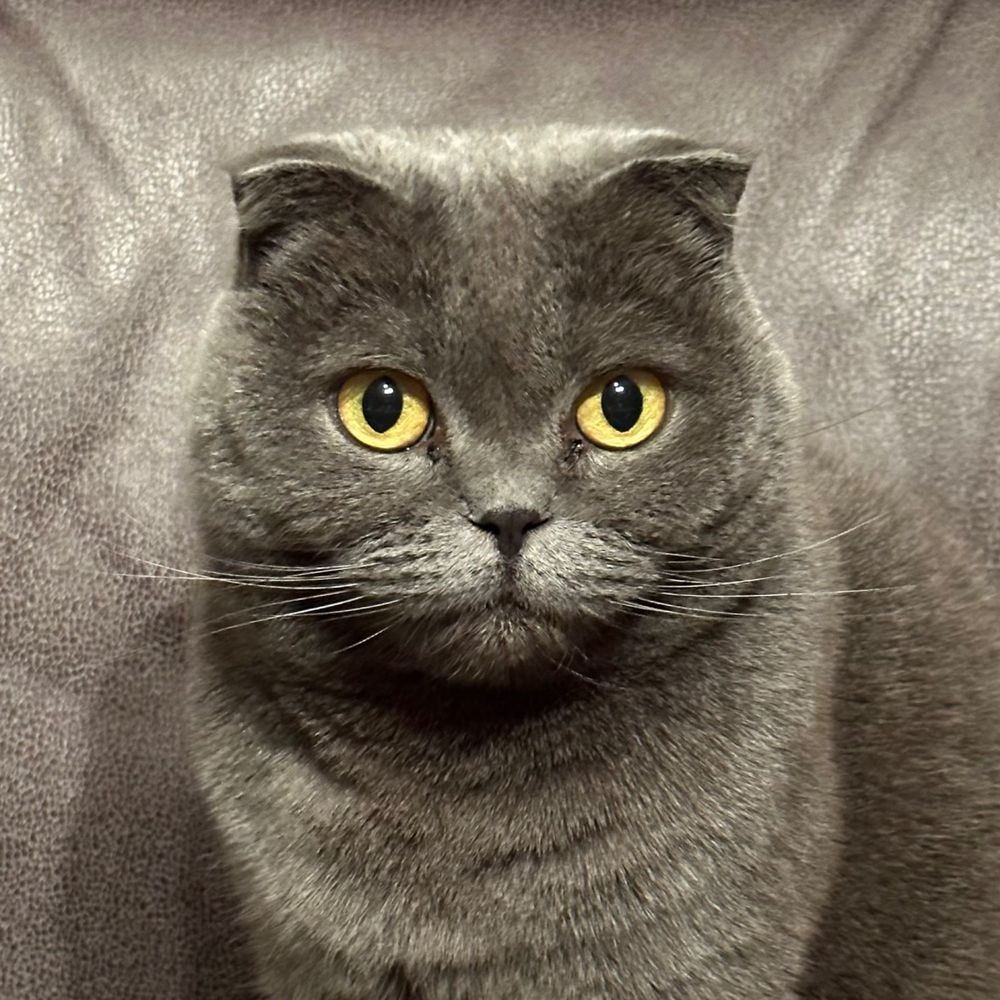 Meow