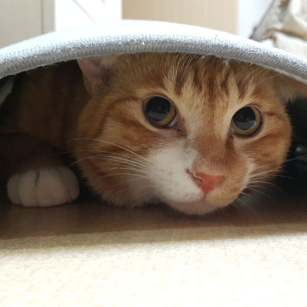 카도