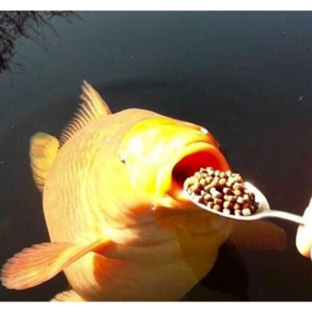 Cereal.fish