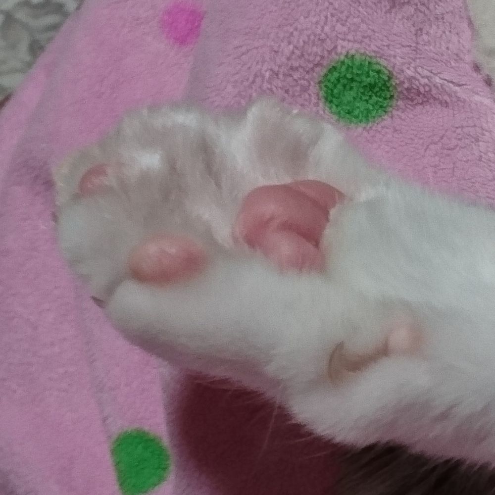 たく