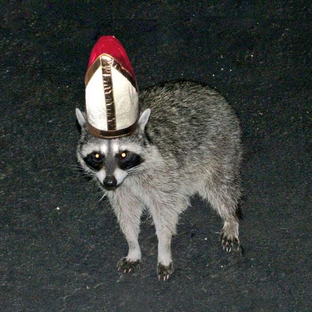 raccoon @ vampire mansion