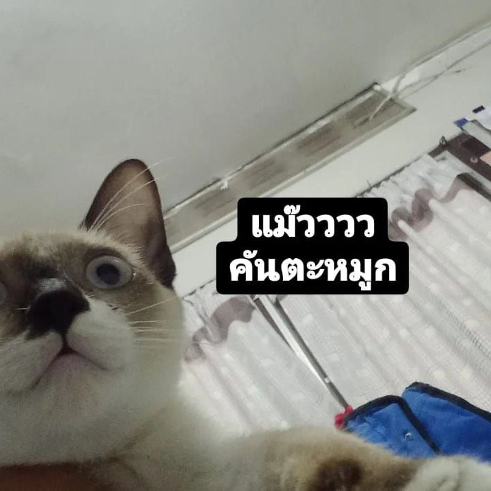 บิวว่านะ I Chikitarou