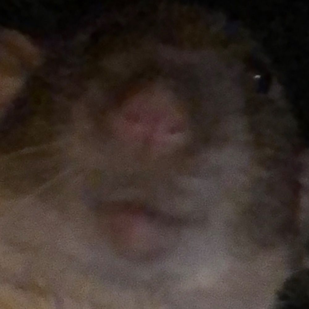 Jack, patron saint of rats