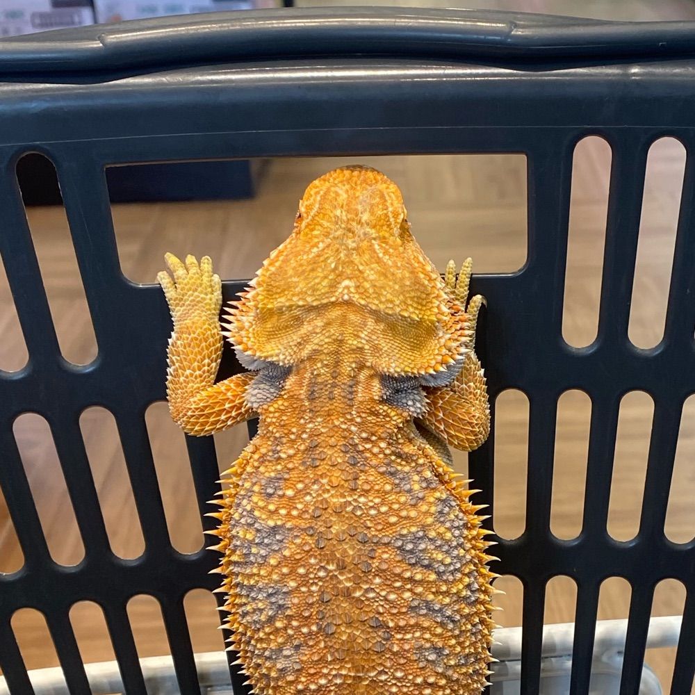 ぴんほん
