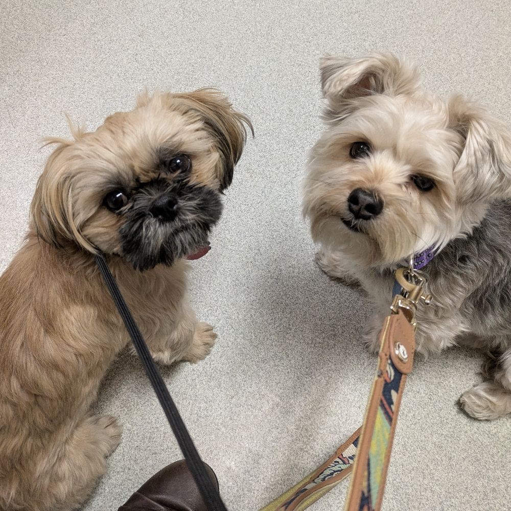 Lisahas2cutedogs