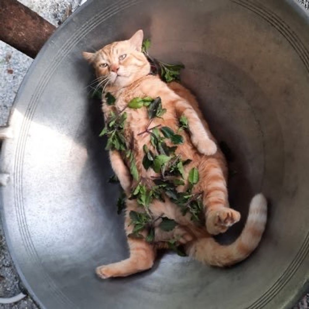 cat mullu