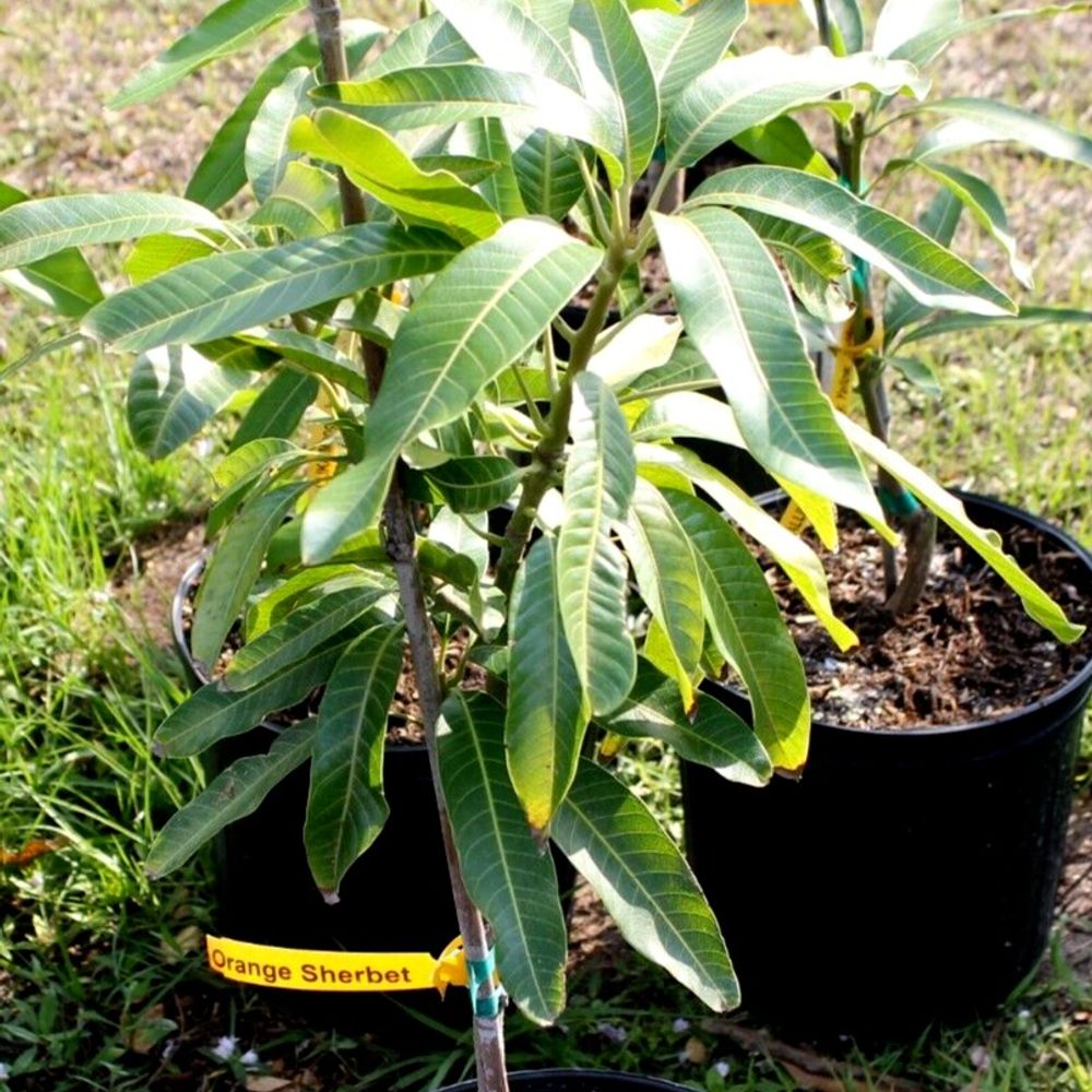 Mango trees 🥭🌴