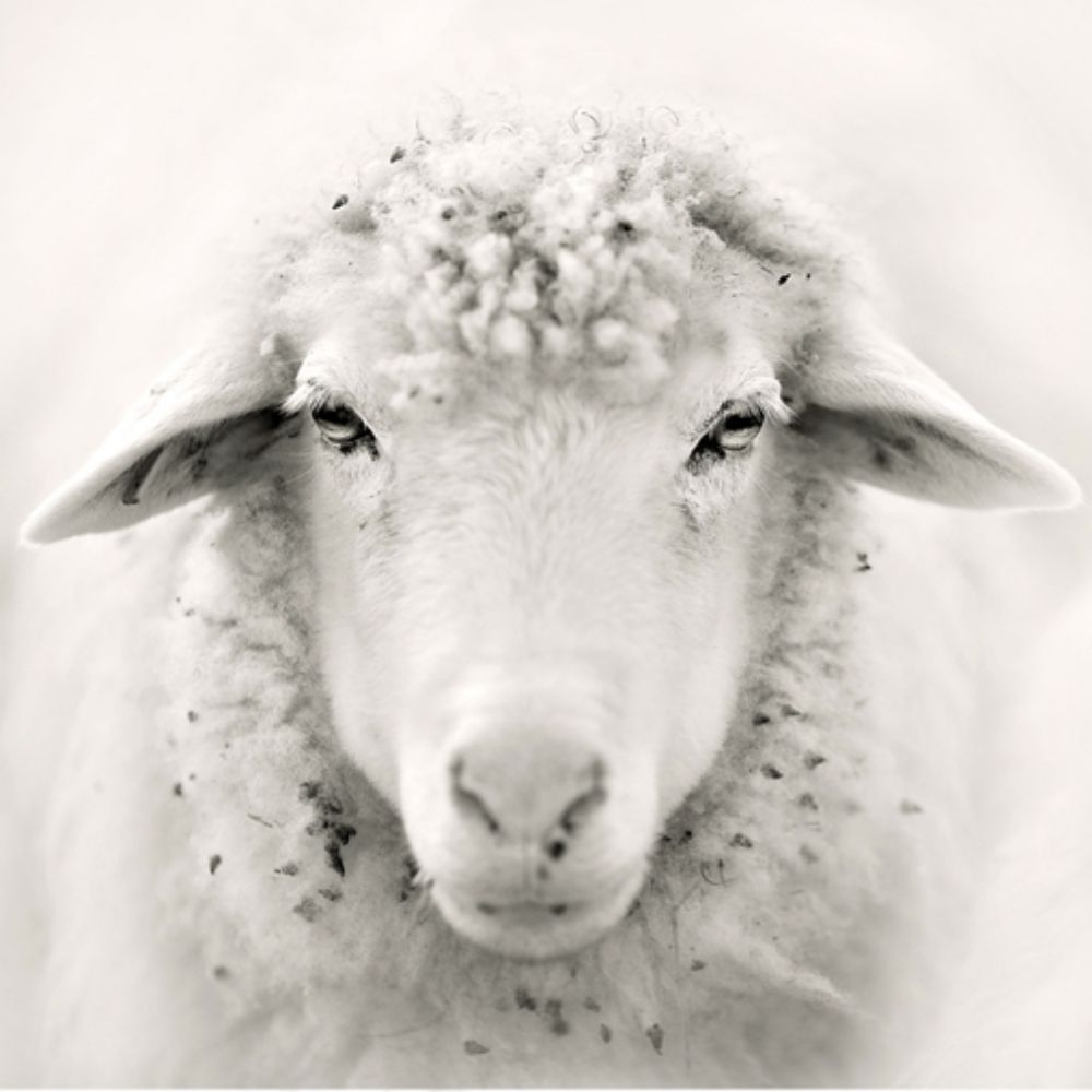 Sheepalore