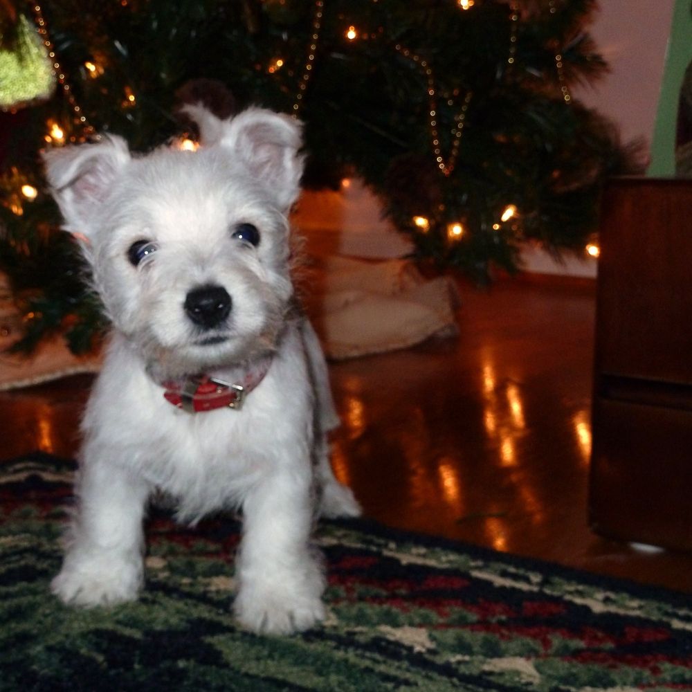westielove.bsky.social profile picture