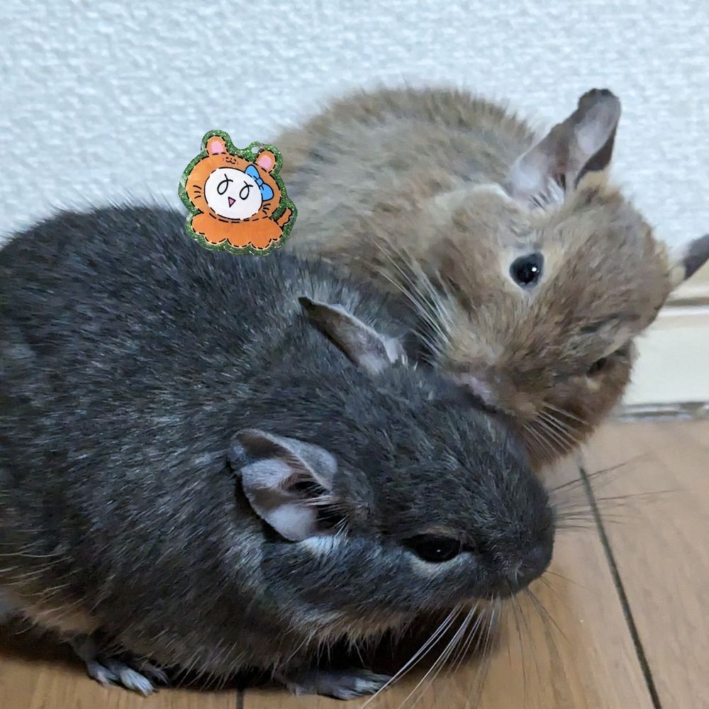 ねずみ🍀