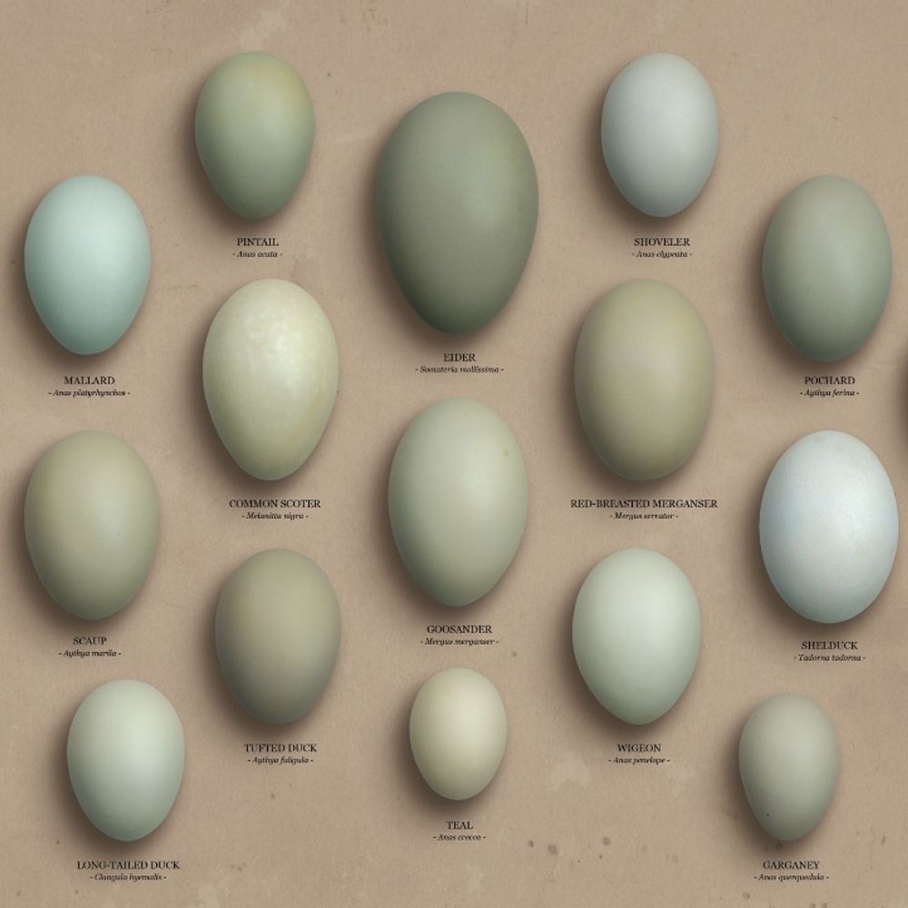 Sentient Duck Egg Blue