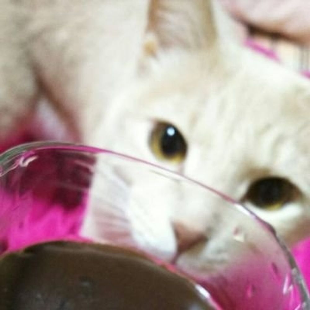 grace🐈️🐈️